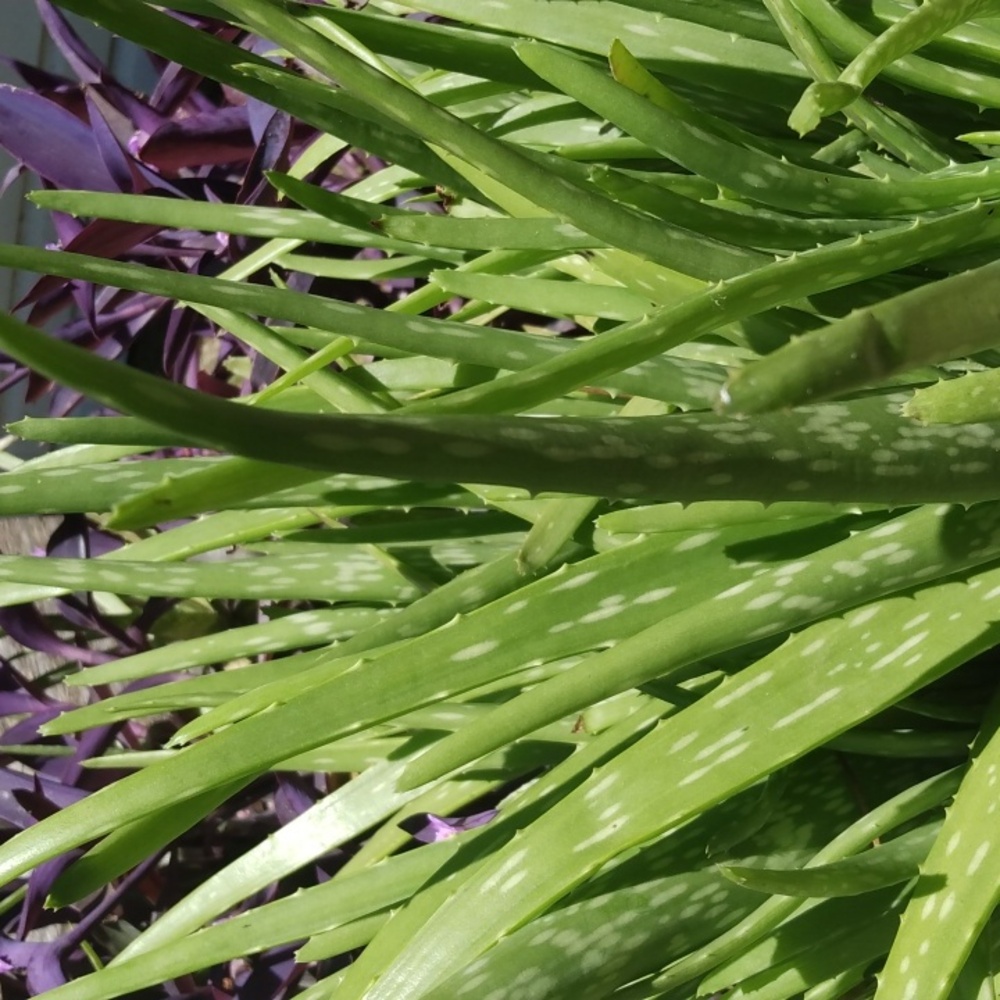 5 Aloe plants no dirt no pot.